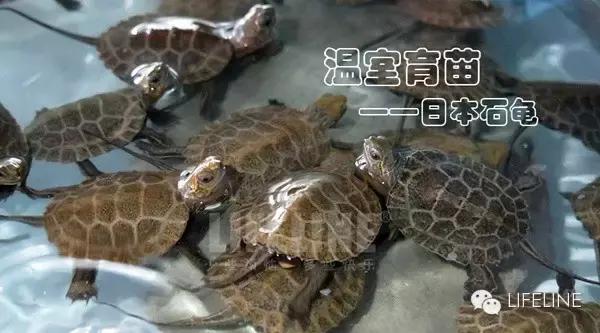 日本石龟饲养视频,石钱龟龟苗