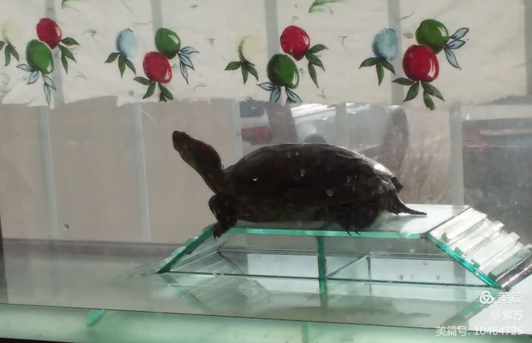 什么乌龟蜕壳,乌龟的退壳