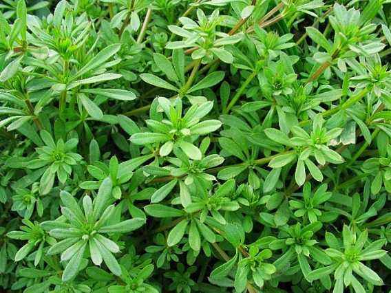 植物都有哪些奇妙之处,植物的奇特现象有哪些