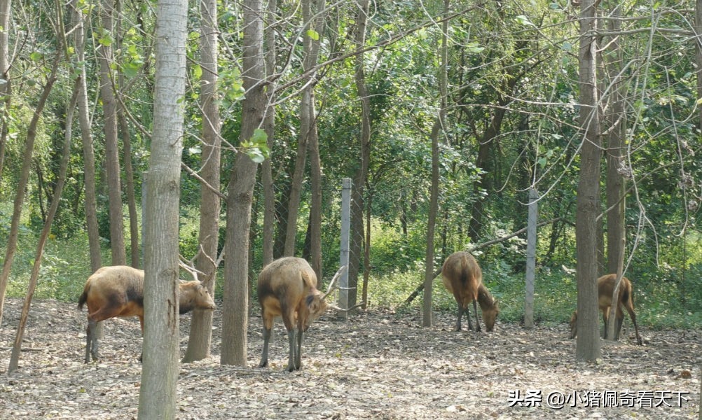 溱湖国家湿地公园晚上好玩吗,溱湖国家湿地公园门票
