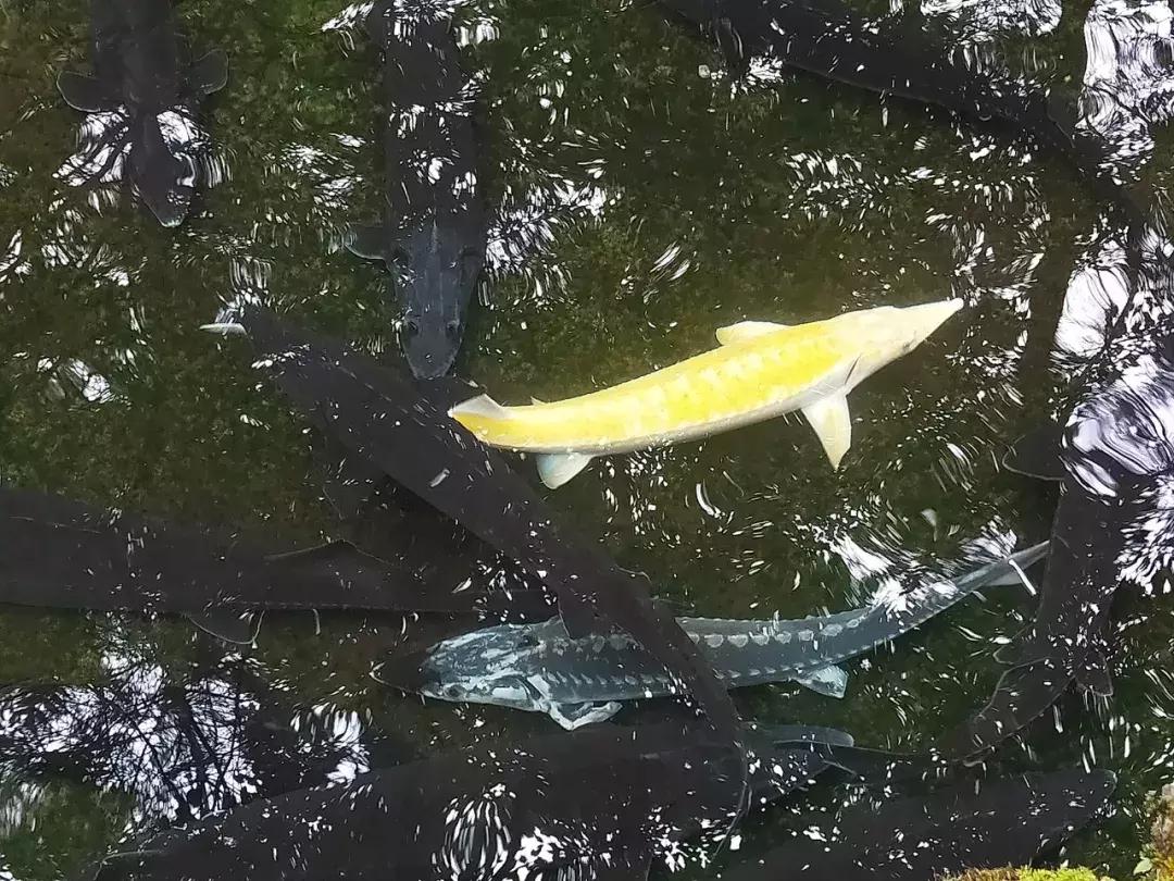 神农架攻略书,重庆出发神农架三日自驾游攻略