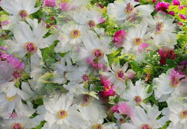 洛阳牡丹花摄影,中国牡丹花开摄影