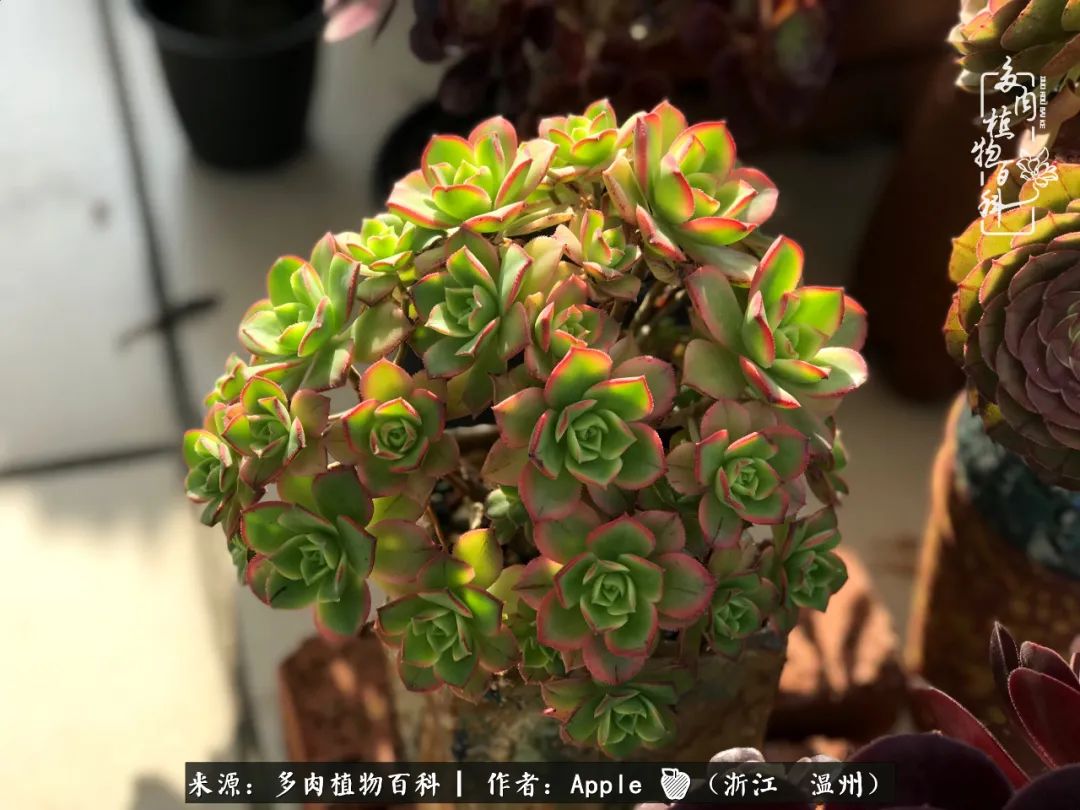 多肉成长记观察记录怎么写,多肉成长记录观察展板