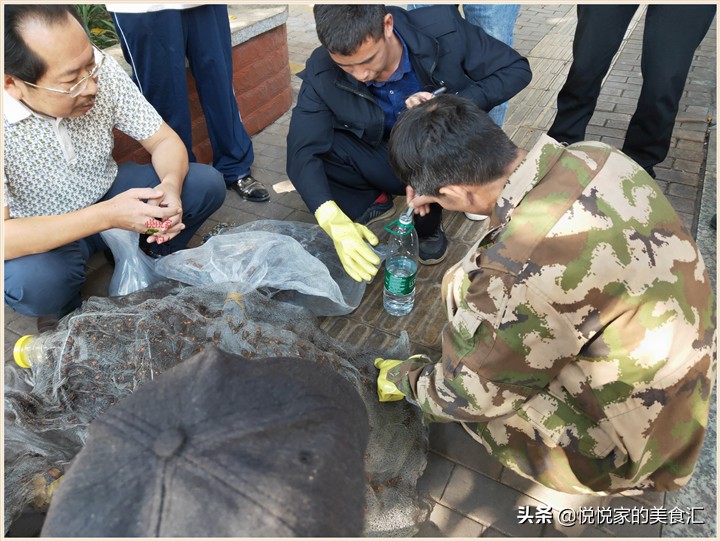 广东黑盾蜂王5元一只,小伙养殖胡蜂一只蜂王卖3000元