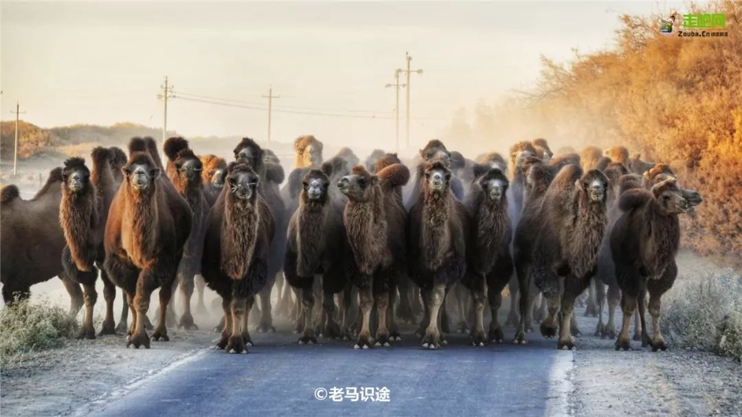 额济纳胡杨林自驾游详细攻略,宝鸡自驾往额济纳胡杨林攻略