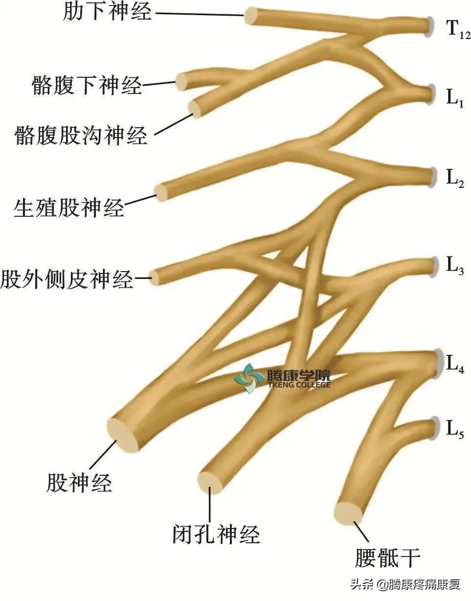 最全!脊神经系统汇总