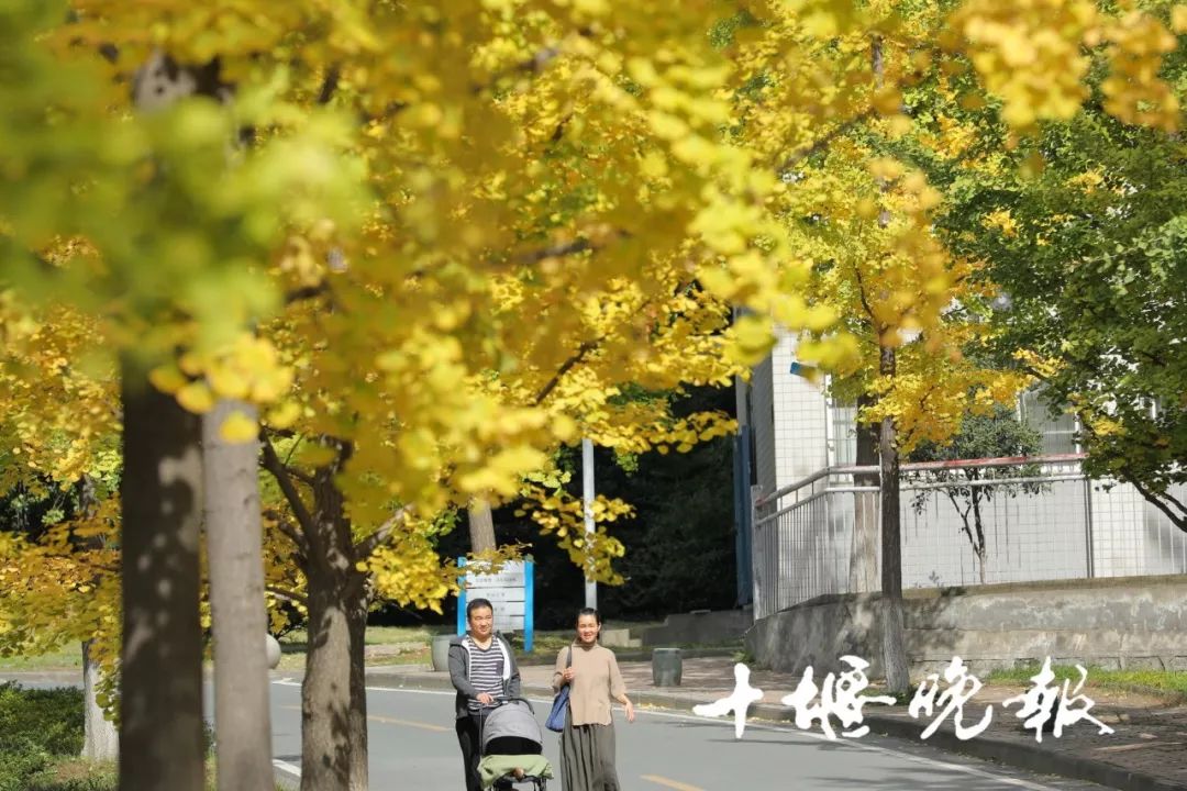 十堰银杏风景区在哪里,十堰银杏景点