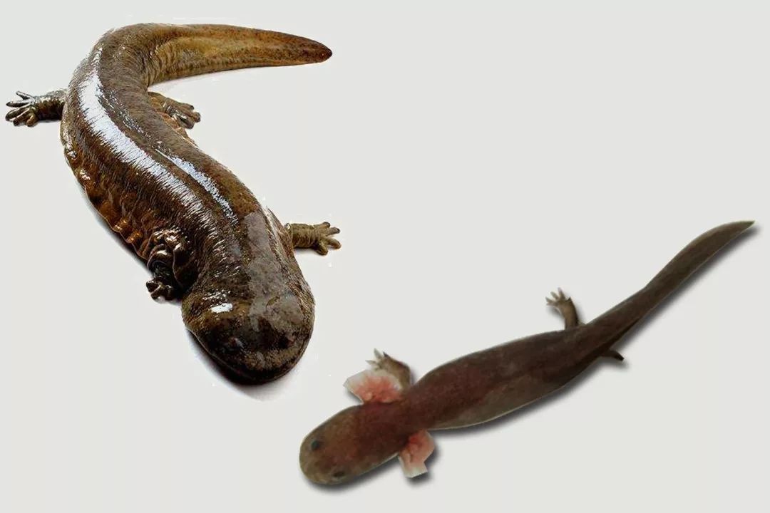 1.5亿年前的娃娃鱼，3000公里寻根的中华鲟，或因人类而灭绝