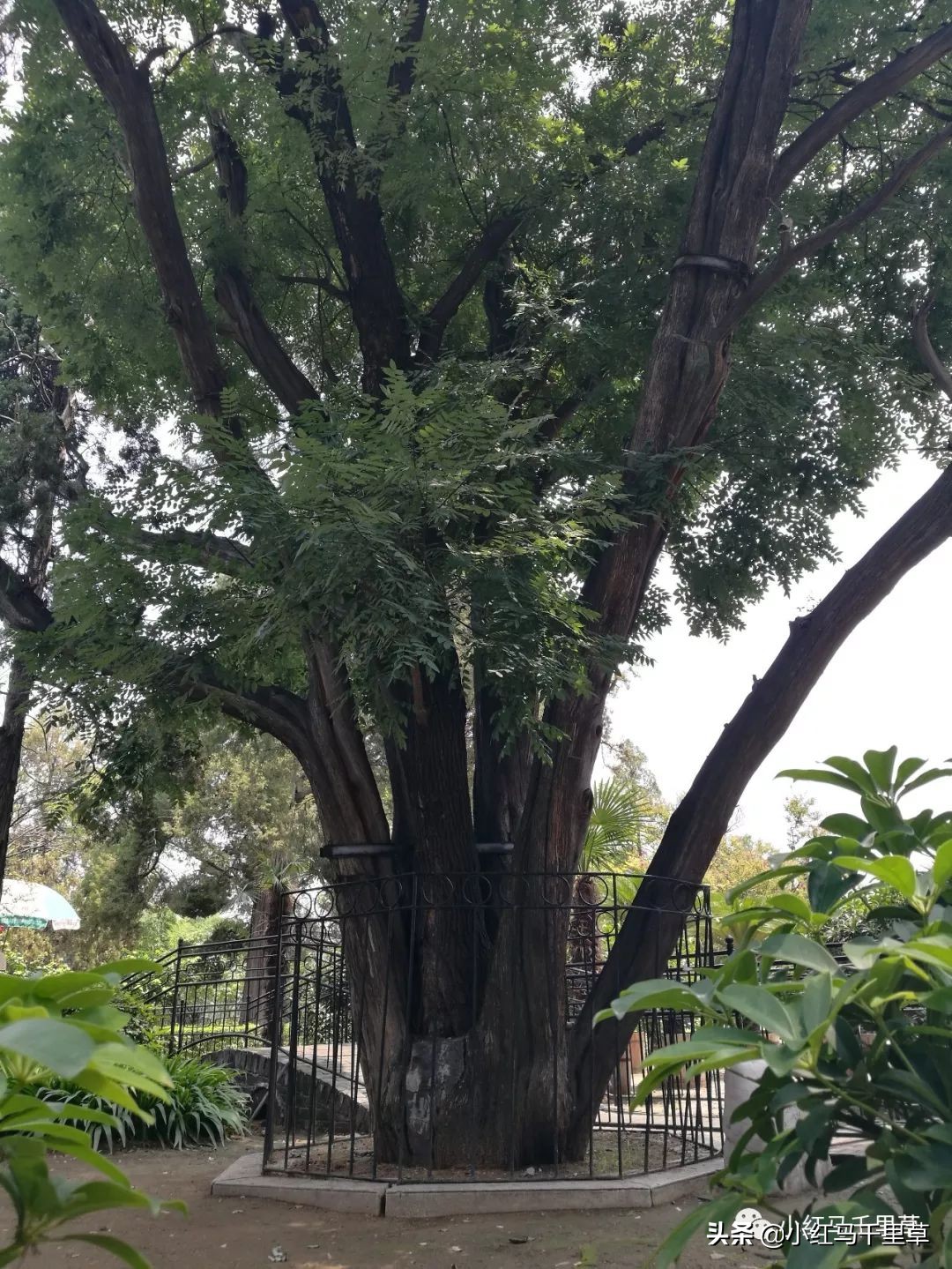 世界文化遗产曲阜孔庙孔林孔府,中国的世界文化遗产曲阜孔庙