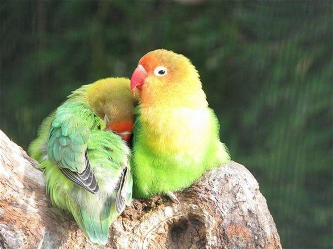 非洲鹦鹉住进仙人掌？从宠物变野生种群，占领一座城市