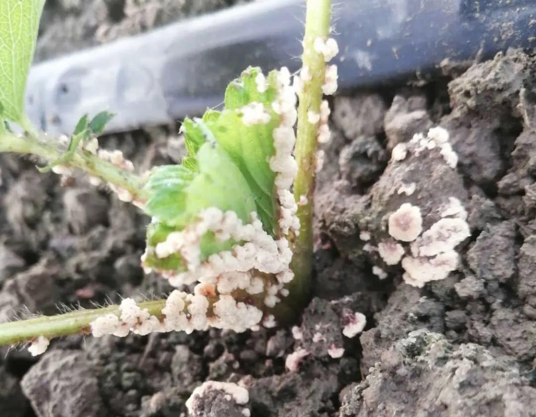 大棚移栽草莓生长全过程,草莓移栽前应如何处理