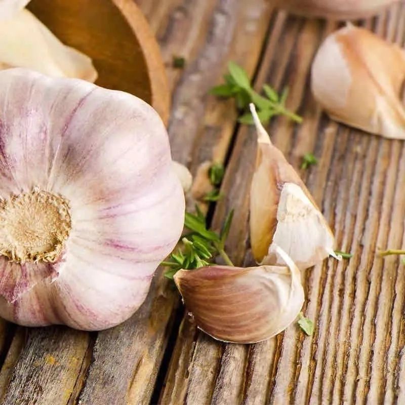 怎么可以治花草虫害,专治花卉虫害的方法