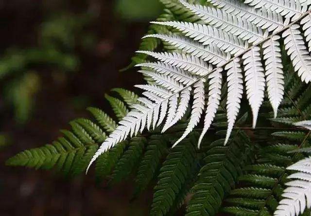 祝特贝优母公司Miraka液态奶销量达十亿盒