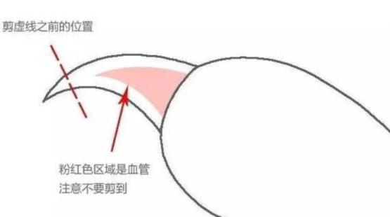 母猫更粘人还是暹罗猫更粘人,十大最干净最好养的猫暹罗猫