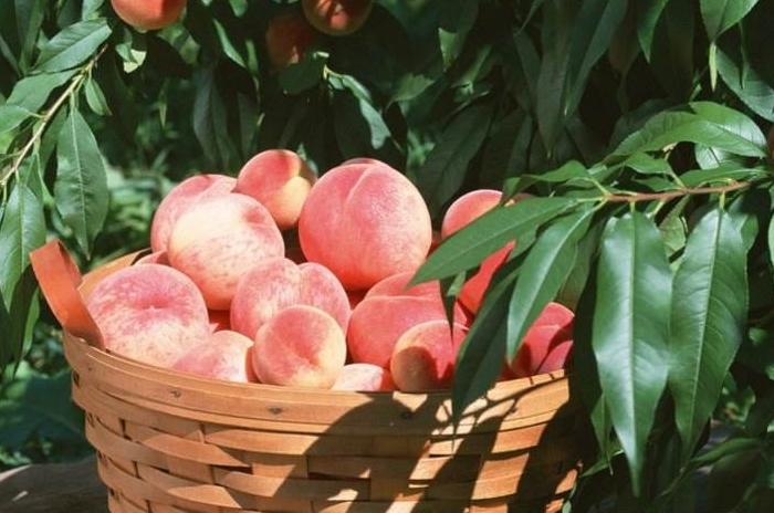 好吃的水蜜桃新品种,好吃的水蜜桃上市了