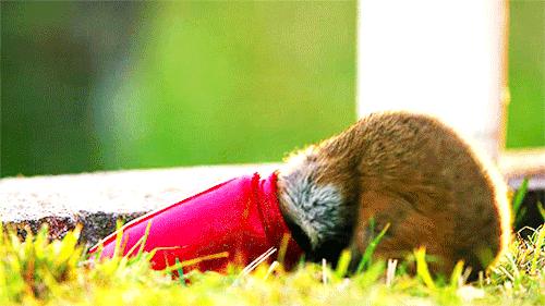 因为人类大量种植玉米，可爱的小动物吃掉了自己的孩子