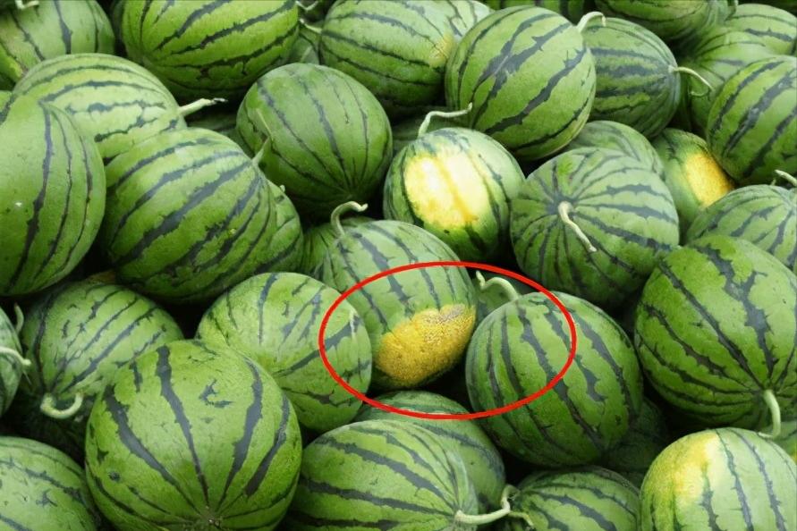 买西瓜认准这四点保证香甜多汁,买西瓜怎么挑选好瓜
