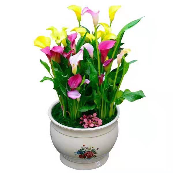 马蹄莲怎么养才能花开,马蹄莲花开了怎么处理