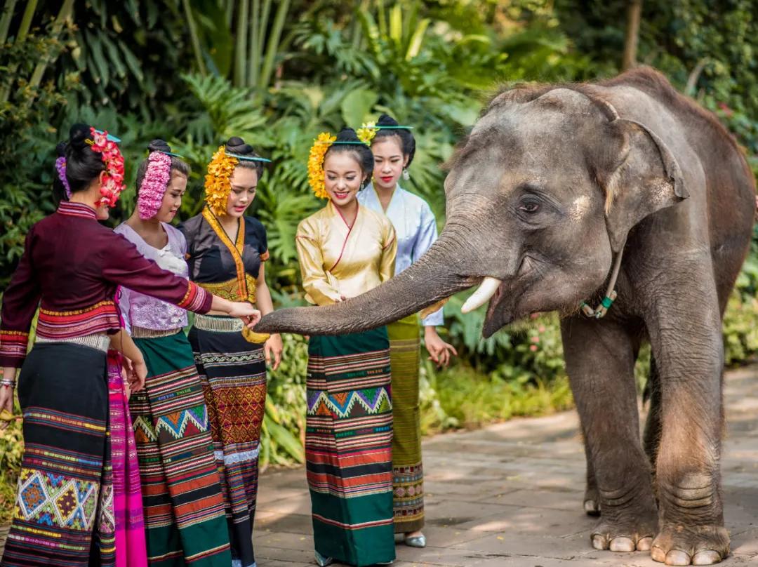 十一月份西双版纳旅游人多吗,十一月份的西双版纳有茶叶吗