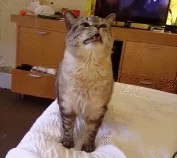 哪些养猫行为让猫痛苦,哪些养猫行为其实让猫承受痛苦