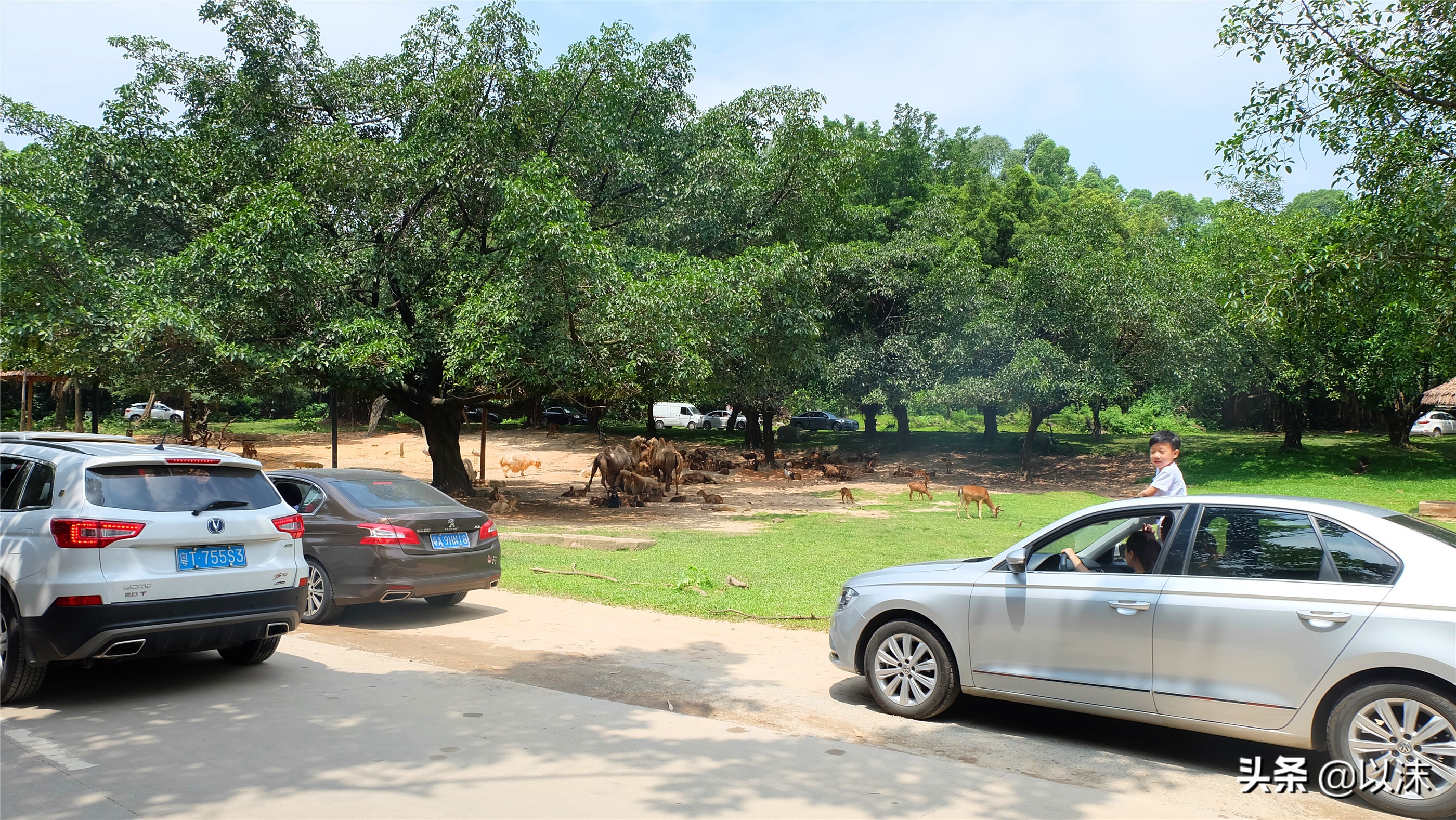 长隆野生动物世界游玩攻略,长隆野生动物世界带娃攻略