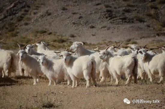 羊绒面料和黄金料面料有什么区别,高档羊毛羊绒面料知识
