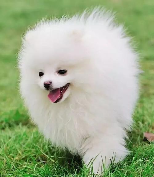 如何挑选一只健康的博美犬,买博美犬怎么挑选不选到串