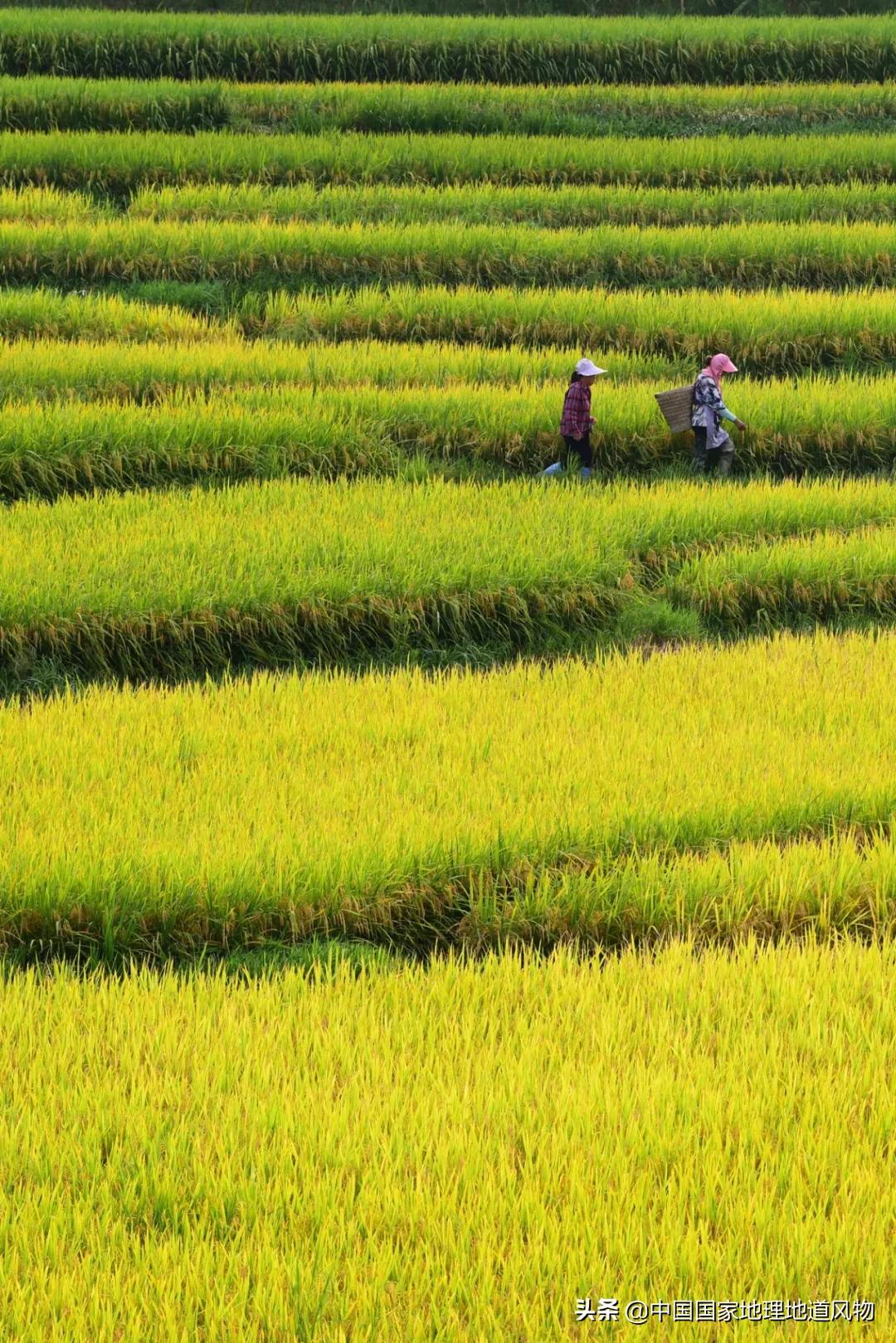 中国种水稻的省份地图,14亿大米图片