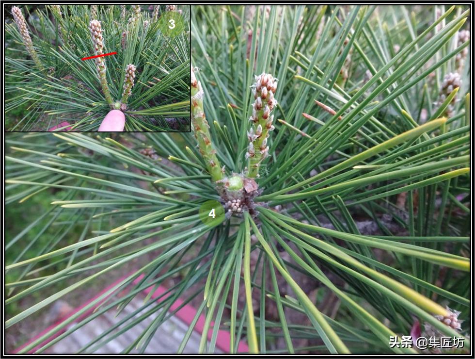 松树盆景换盆去土除根吗,松树盆景怎样修剪和造型