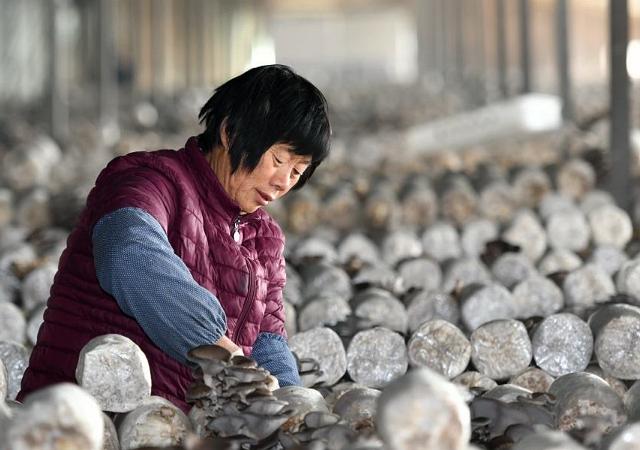 用玉米芯种植蘑菇后期怎样管理,玉米芯种植蘑菇出菇后的管理视频