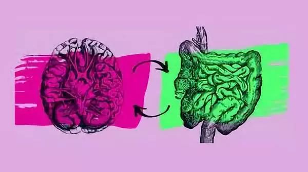 深入了解大脑,什么是肠脑轴