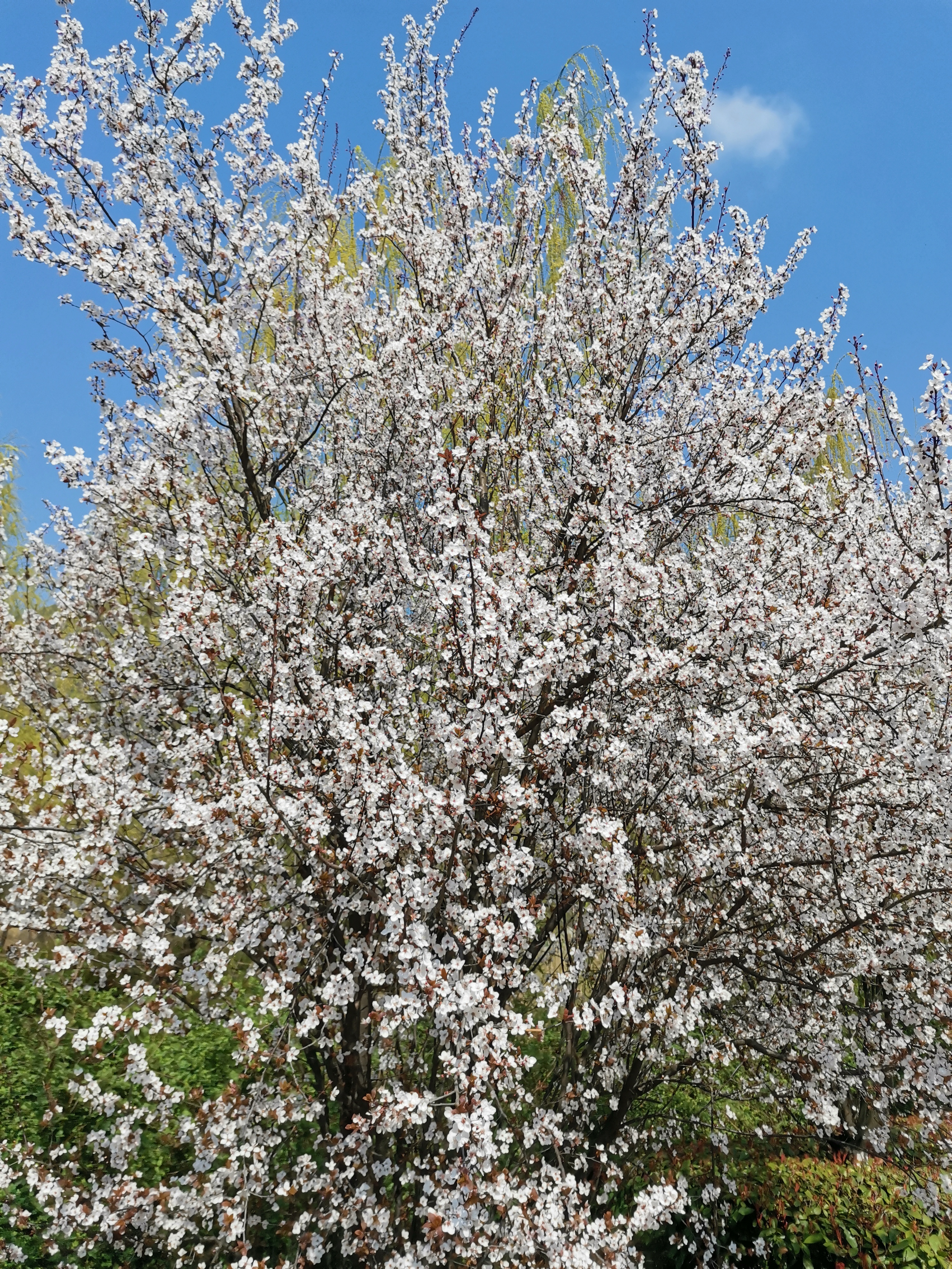 苏州旅游之石湖风景区：春天里，走马观“湖”记