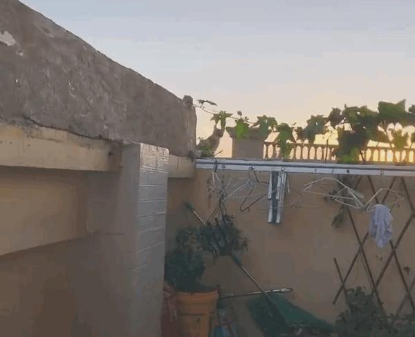 大橘猫一直受委屈被三只母猫欺负,邻居家猫老是来我家怎么办