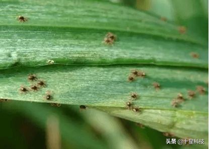 小麦一喷三防技术,小麦一喷八防配方