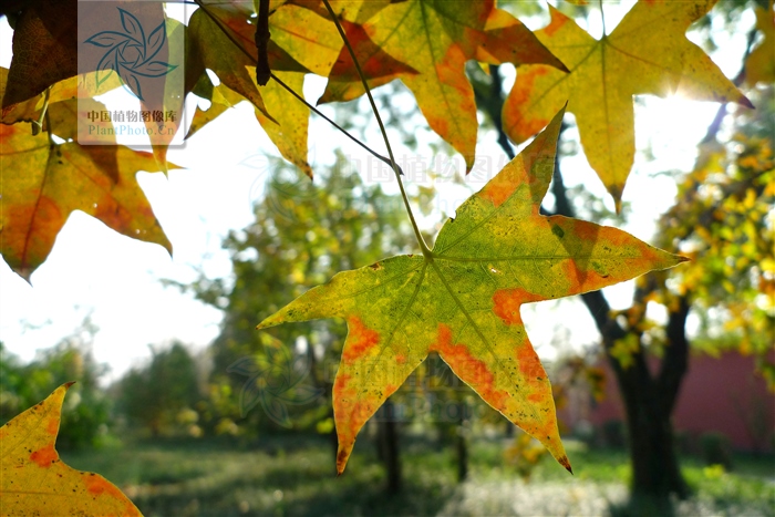认识十种花卉,认识三种蔬菜