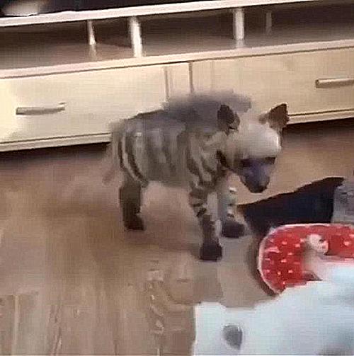 男子花50元买的土狗,800买一只土狗长大后发现错得离谱