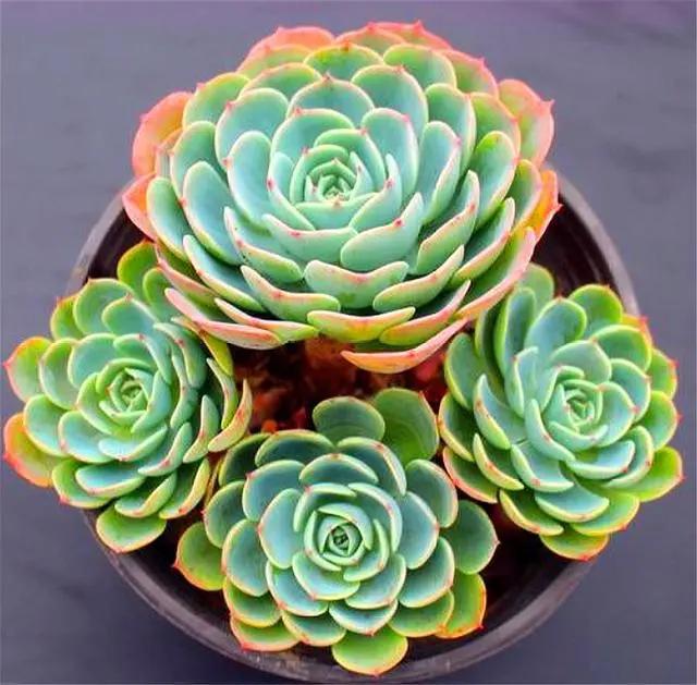 玉蝶老桩刚修剪下来种可以洗水吗,单头玉蝶怎么养成大老桩