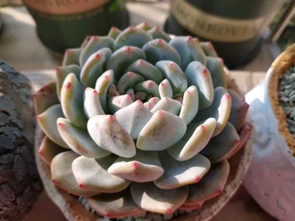 烟煤病多肉治愈后会复发吗,多肉烟煤病可以用虫虫净吗