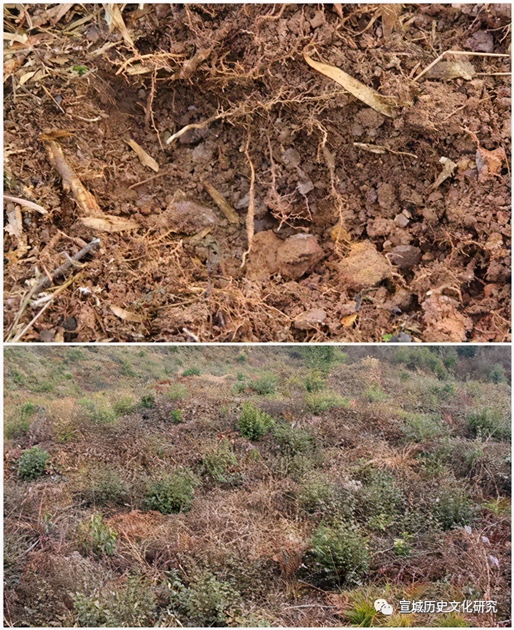 泾县琴溪千年古窑,安徽宣城泾县琴溪镇古窑址