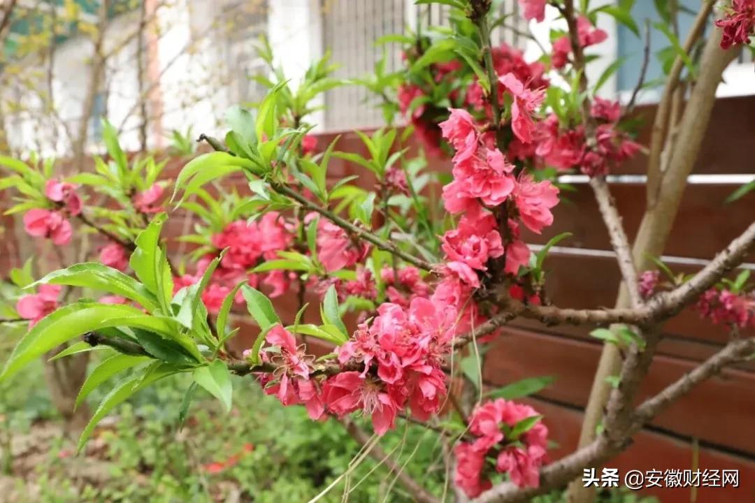 花都开好了现场完整版,花都开好了合唱合拍