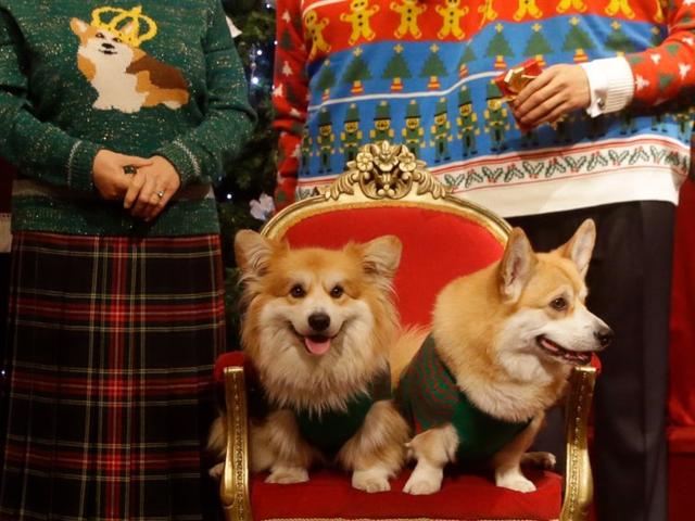 什么狗最通人性四种狗狗上榜,战斗力最强的12种狗狗