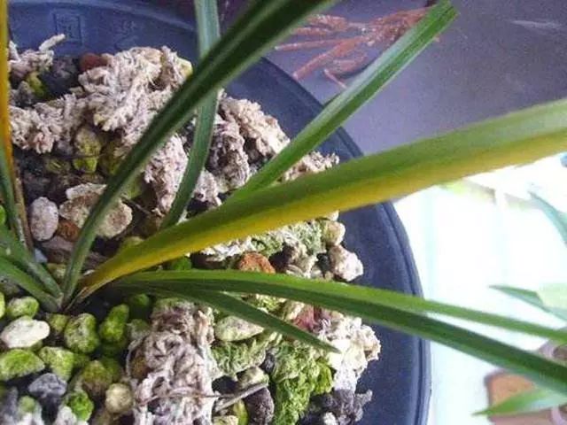 兰花叶子从中间开始黄怎么回事,兰花靠近根部的叶子变黄发黑