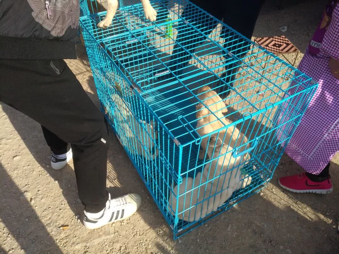 拉布拉多犬多少钱能买到,拉布拉多犬市场价格幼犬