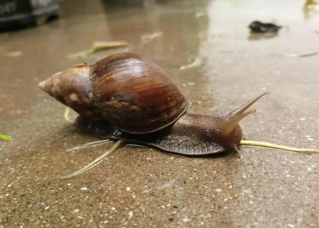 警惕雨后出现的大蜗牛千万别碰,路边的蜗牛感染有什么症状