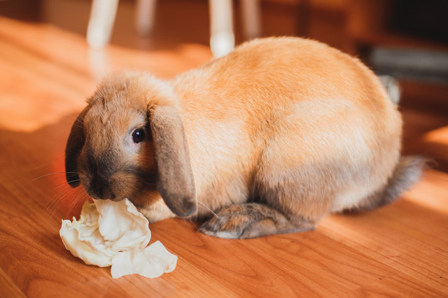 小兔子怎么喂养才不会死,小兔子怎么喂养长得快