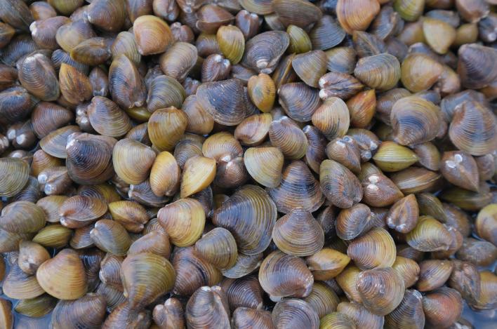 肥美的河鲜,肇庆哪里有河鲜卖