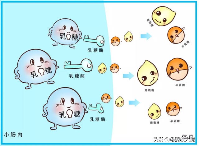 羊奶粉哪一款适合牛奶过敏宝宝,羊奶粉适合牛奶过敏宝宝喝吗