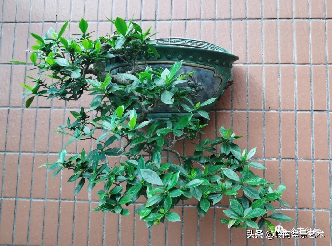 文人杂木盆景精品欣赏,可以做盆景的杂木图片大全