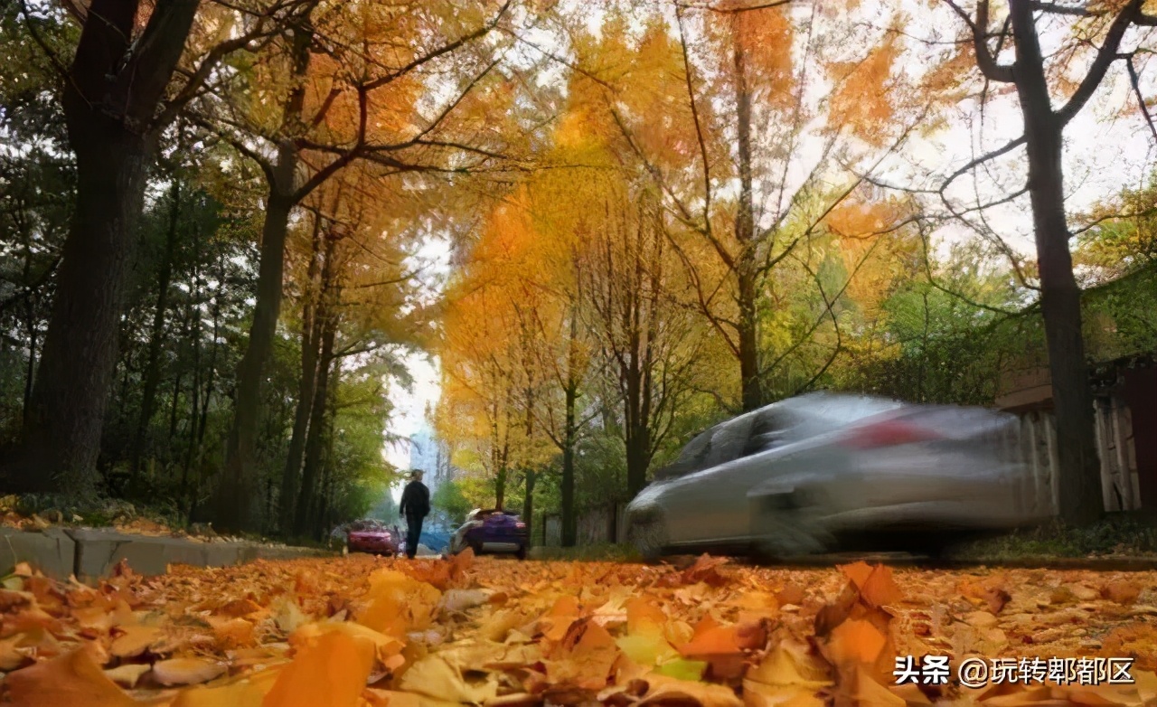 郫都区十大银杏打卡地,郫都区看银杏最好的地方