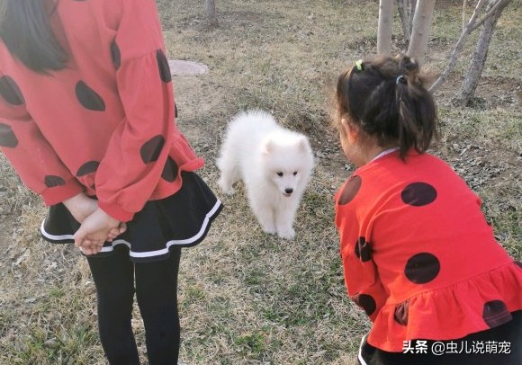 萨摩耶太温顺,萨摩耶很气人